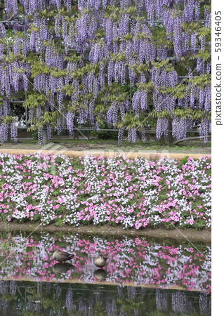 足利花公園紫藤花 59346405