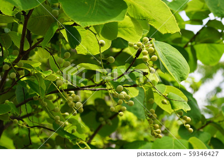 White cloud tree White cloud tree 59346427
