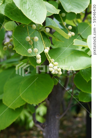 白雲樹 白雲樹 59346430