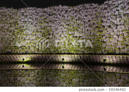 紫藤花在足利花卉公園在晚上 紫藤花在足利花卉公園在晚上 59346492