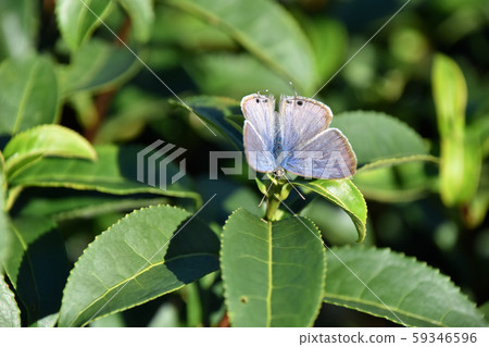 Uranami Shijimi perching on tea leaves Uranami Shijimi perching on tea leaves 59346596