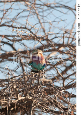 Lilac Breasted Roller sitting on a tree branch Lilac Breasted Roller sitting on a tree branch 59346616