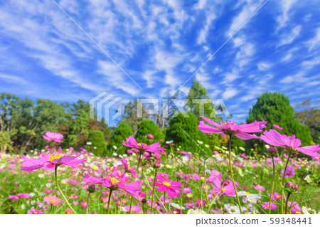 Autumn sky and cosmos field Autumn sky and cosmos field 59348441