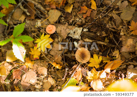 天然蘑菇 59349377