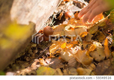 Natural mushrooms Natural mushrooms 59349516