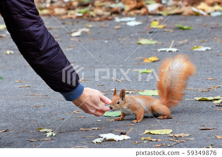 The red squirrel is photographed at the moment The red squirrel is photographed at the moment 59349876