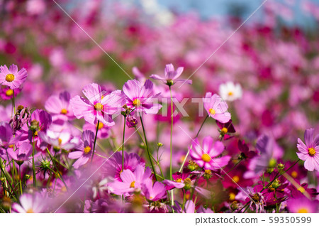 Cosmos field Cosmos field 59350599