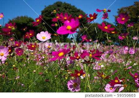 Cosmos field Cosmos field 59350603