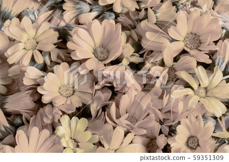 Valuable medicinal plant: flowers of calendula officinalis close-up Valuable medicinal plant: flowers of calendula officinalis close-up 59351309