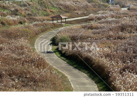 潘帕斯森林，河，河走道 59351311