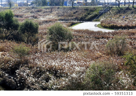 潘帕斯森林,河,河走道 潘帕斯森林,河,河走道 59351313