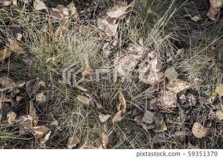 Fallen autumn leaves among the withering grass Fallen autumn leaves among the withering grass 59351370