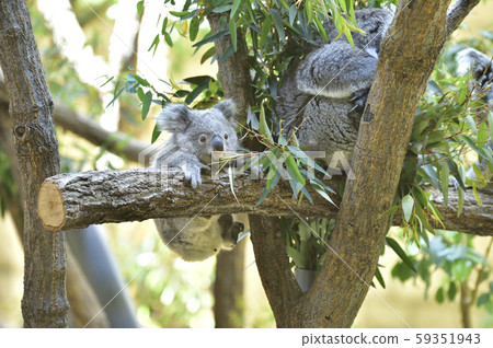 Koala's baby 59351943