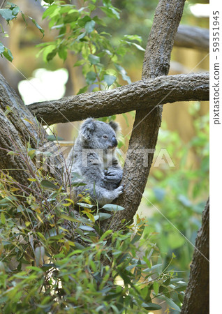 考拉的寶貝 59351945