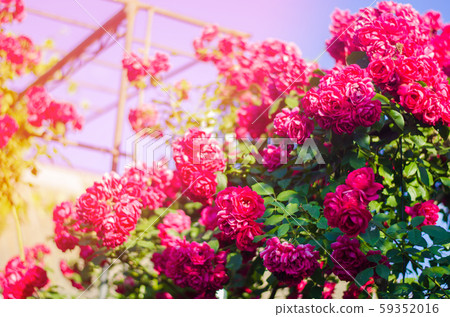 Beautiful bush of pink roses in a spring garden  59352016