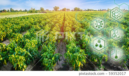 Pepper in the field. Scientific work and development of new methods and selection of varieties. High technologies and innovations in agro-industry. Investing in farming. Study quality of soil and crop 59352017