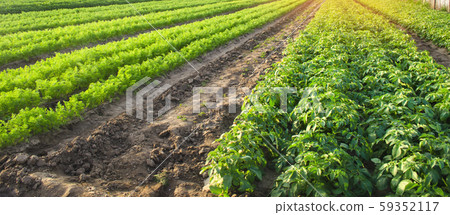Agricultural landscape with vegetable plantations. Growing organic vegetables in the field. Farm agriculture. Potatoes and carrot. Farming. Selective focus Agricultural landscape with vegetable plantations. Growing organic vegetables in the field. Farm agriculture. Potatoes and carrot. Farming. Selective focus 59352117