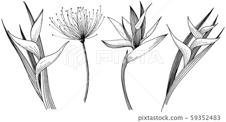 Tropical flowers in a vector style. Isolated illustration element. Black and white engraved ink art. Tropical flowers in a vector style. Isolated illustration element. Black and white engraved ink art. 59352483