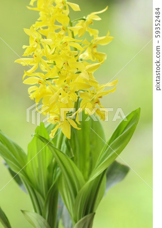 洋蘭花黃色花自然背景 洋蘭花黃色花自然背景 59352484
