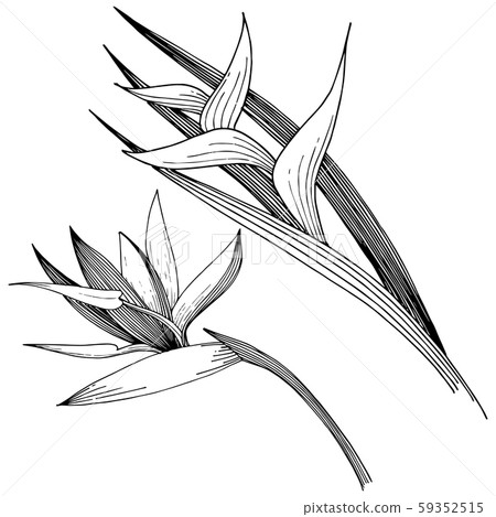 Tropical flowers in a vector style. Isolated illustration element. Black and white engraved ink art. 59352515