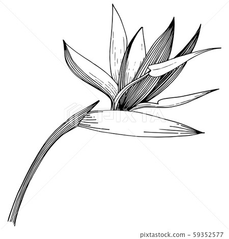 Tropical flowers in a vector style. Isolated illustration element. Black and white engraved ink art. 59352577