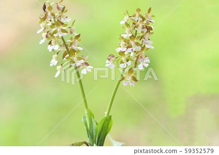 洋蘭花,棕色和白色的花朵,自然背景 洋蘭花,棕色和白色的花朵,自然背景 59352579