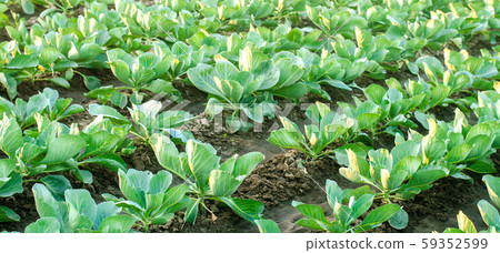 cabbage plantations grow in the field. vegetable rows. farming, agriculture. Landscape with agricultural land. crops. banner 59352599