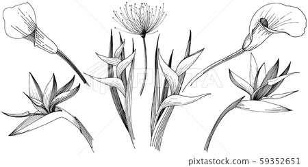 Tropical flowers in a vector style. Isolated illustration element. Black and white engraved ink art. Tropical flowers in a vector style. Isolated illustration element. Black and white engraved ink art. 59352651