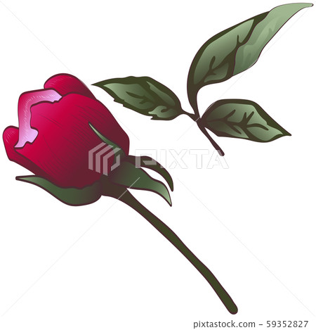Wildflower red rose flower in a vector style isolated. 59352827
