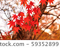 Leaves of autumn leaves 59352899