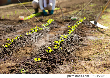 家庭花園 59353088