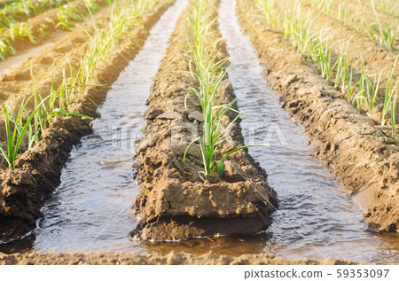 Irrigation of young leek in the field. Growing organic vegetables. Traditional natural watering. Eco-friendly products. Agriculture and farmland. Crops. Ukraine, Kherson region. Soft selective focus Irrigation of young leek in the field. Growing organic vegetables. Traditional natural watering. Eco-friendly products. Agriculture and farmland. Crops. Ukraine, Kherson region. Soft selective focus 59353097