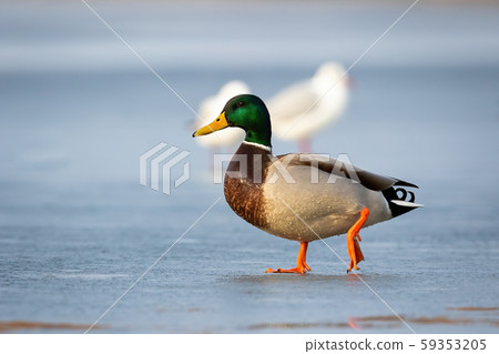 Male mallard duck walking on ice on frozen river in winter at sunrise Male mallard duck walking on ice on frozen river in winter at sunrise 59353205