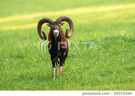 Male mouflon ram with long horns standing on a meadow with green grass in summer 59353206