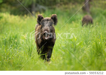Threatening wild boar standing on a clearing with mouth open in summer. Threatening wild boar standing on a clearing with mouth open in summer. 59353212