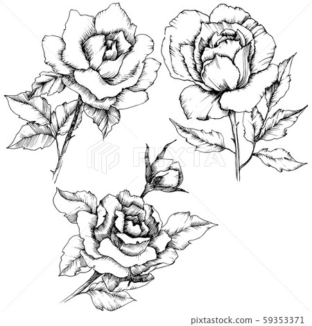 Rose flower in a vector style. Isolated illustration element. Black and white engraved ink art. Rose flower in a vector style. Isolated illustration element. Black and white engraved ink art. 59353371