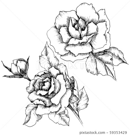 Rose flower in a vector style. Isolated illustration element. Black and white engraved ink art. 59353429