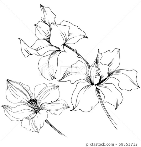 Vector orchid flowers. Floral botanical flower. Isolated illustration element. Vector orchid flowers. Floral botanical flower. Isolated illustration element. 59353712
