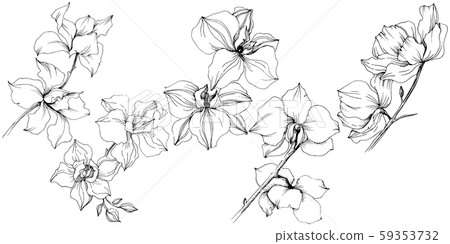 Vector orchid flowers. Floral botanical flower. Isolated illustration element. 59353732