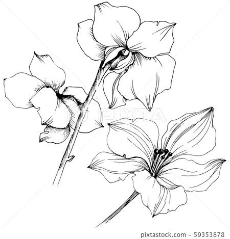 Vector orchid flowers. Floral botanical flower. Isolated illustration element. Vector orchid flowers. Floral botanical flower. Isolated illustration element. 59353878