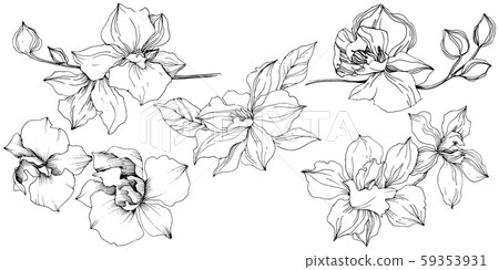 Vector tropical orchid flowers. Isolated illustration element. Vector tropical orchid flowers. Isolated illustration element. 59353931