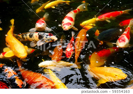 Nishikigoi swimming in the pond 59354163