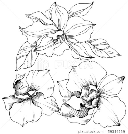 Vector tropical orchid flowers. Isolated illustration element. Vector tropical orchid flowers. Isolated illustration element. 59354239