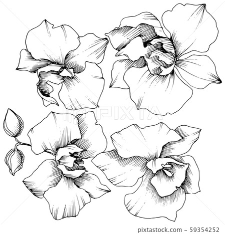 Vector tropical orchid flowers. Isolated illustration element. 59354252