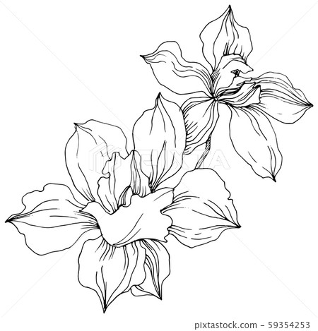 Vector tropical orchid flowers. Isolated illustration element. Vector tropical orchid flowers. Isolated illustration element. 59354253