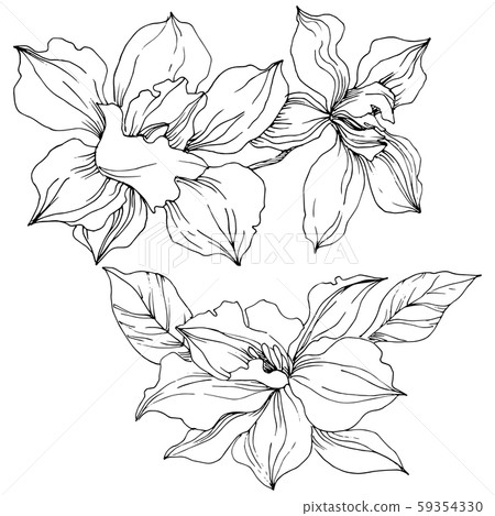 Vector tropical orchid flowers. Isolated illustration element. Vector tropical orchid flowers. Isolated illustration element. 59354330