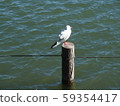 bird  59354417