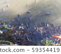 crucian carp 59354419