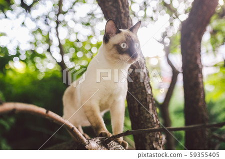 Cat climbing tree. cat hunts on tree. adorable cat portrait stay on tree branch. purebred shorthair Cat climbing tree. cat hunts on tree. adorable cat portrait stay on tree branch. purebred shorthair 59355405