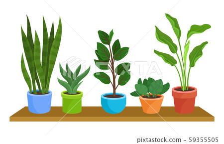 Five Green Houseplants In Colorful Pots On Shelf Vector Illustration Set Five Green Houseplants In Colorful Pots On Shelf Vector Illustration Set 59355505